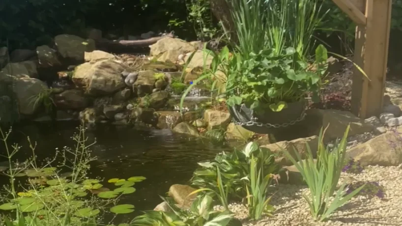 Koi Pond Construction Cheshire – Natural Ecosystem Pond in Styal