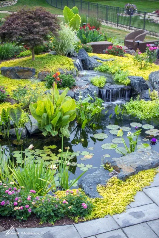 How to care for your Koi in spring