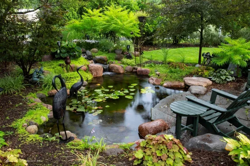 How to care for your Koi in spring