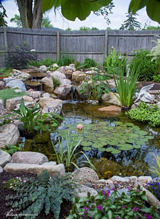 How to care for your Koi in spring