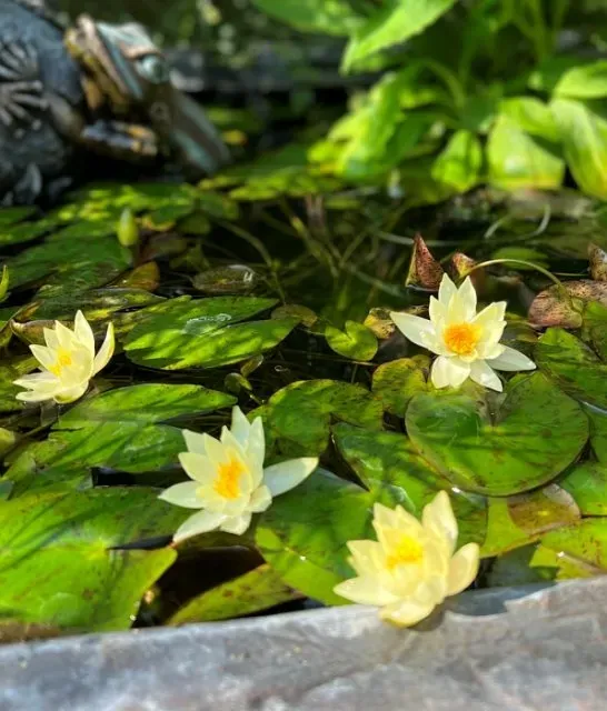 Olympian Water Gardens