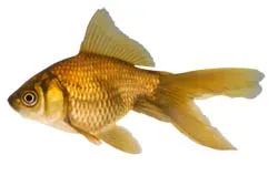 Pond Builders News Manchester