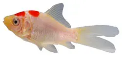 Pond Builders News Manchester