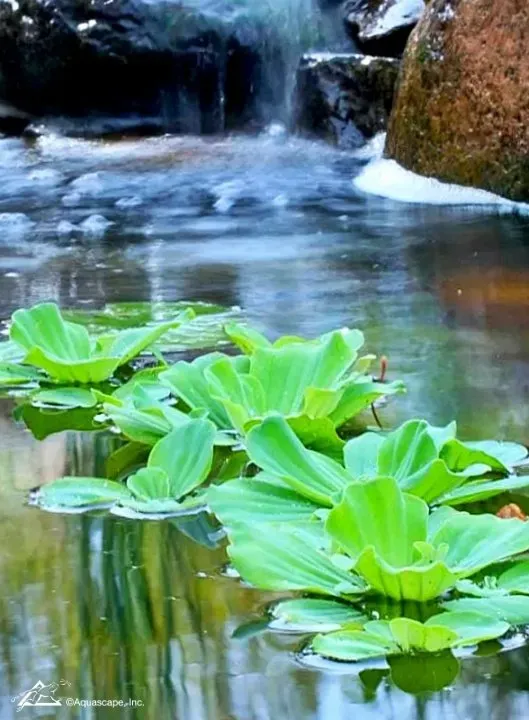 Pond Builders News Manchester