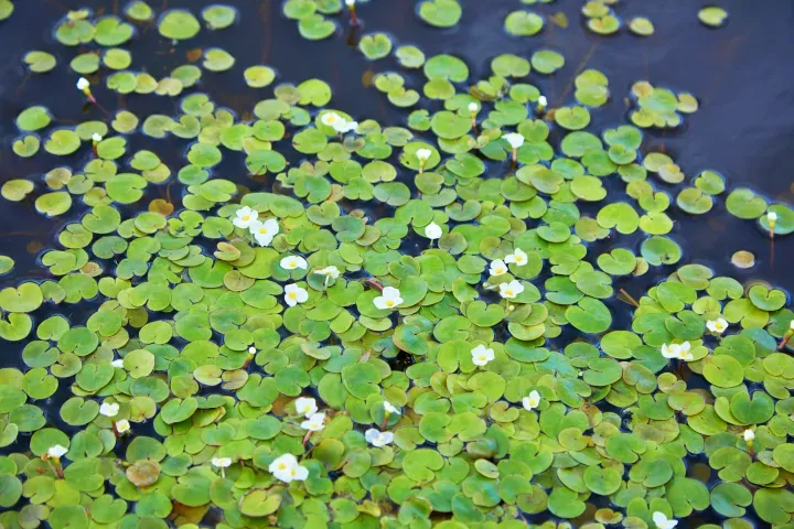Pond Builders News Manchester