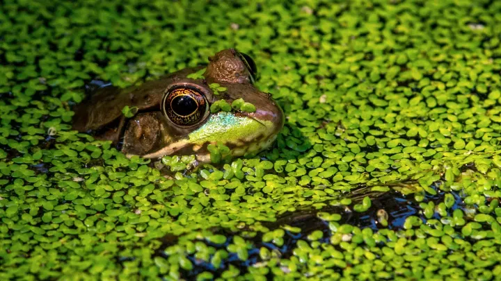 Pond Builders News Manchester