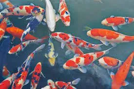 How to care for your Koi in spring
