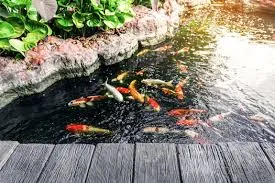 How to care for your Koi in spring