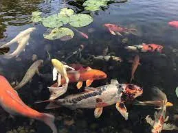 How to care for your Koi in spring