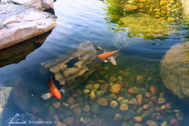 How to Enhance Your Pond with Easy Add-On Features