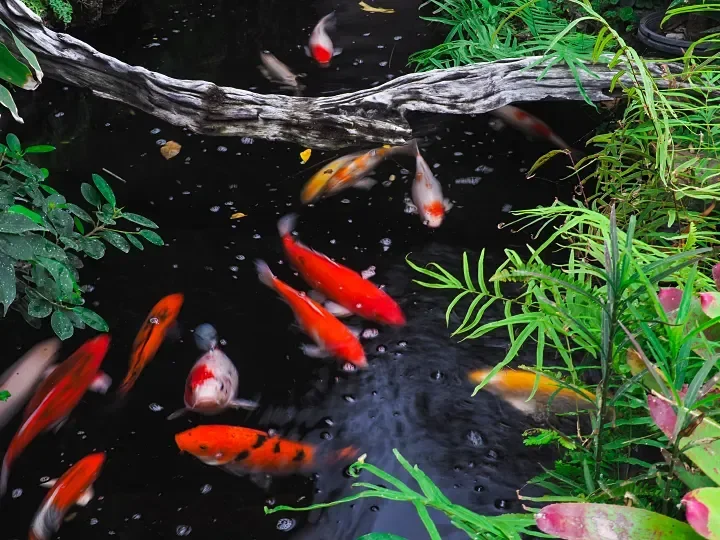 Pond Builders News Manchester