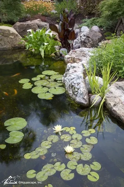 Pond Builders News Manchester