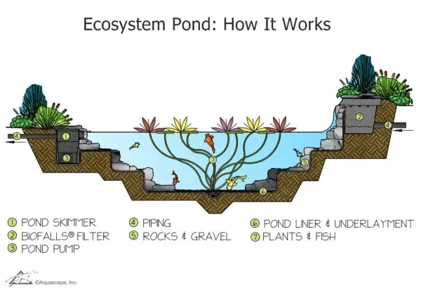 Pond Builders News Manchester
