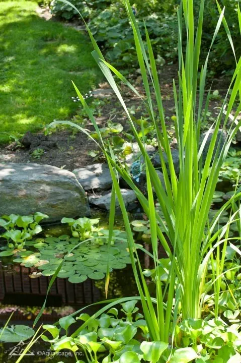 How to care for your Koi in spring