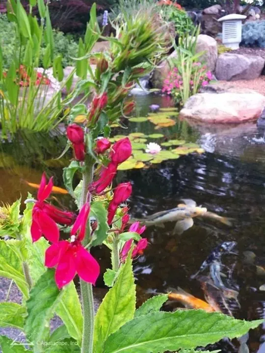 How to care for your Koi in spring
