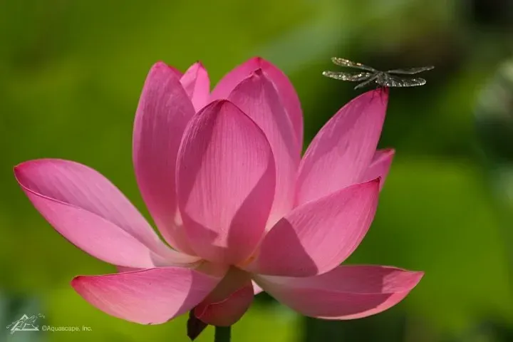 How to care for your Koi in spring