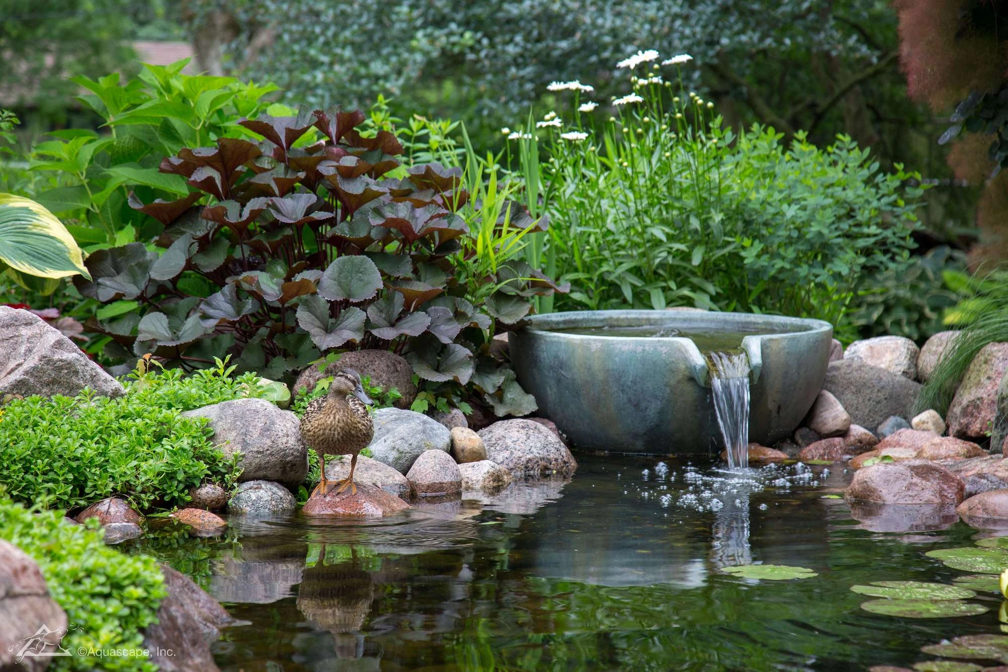 Ecosystem Ponds Manchester