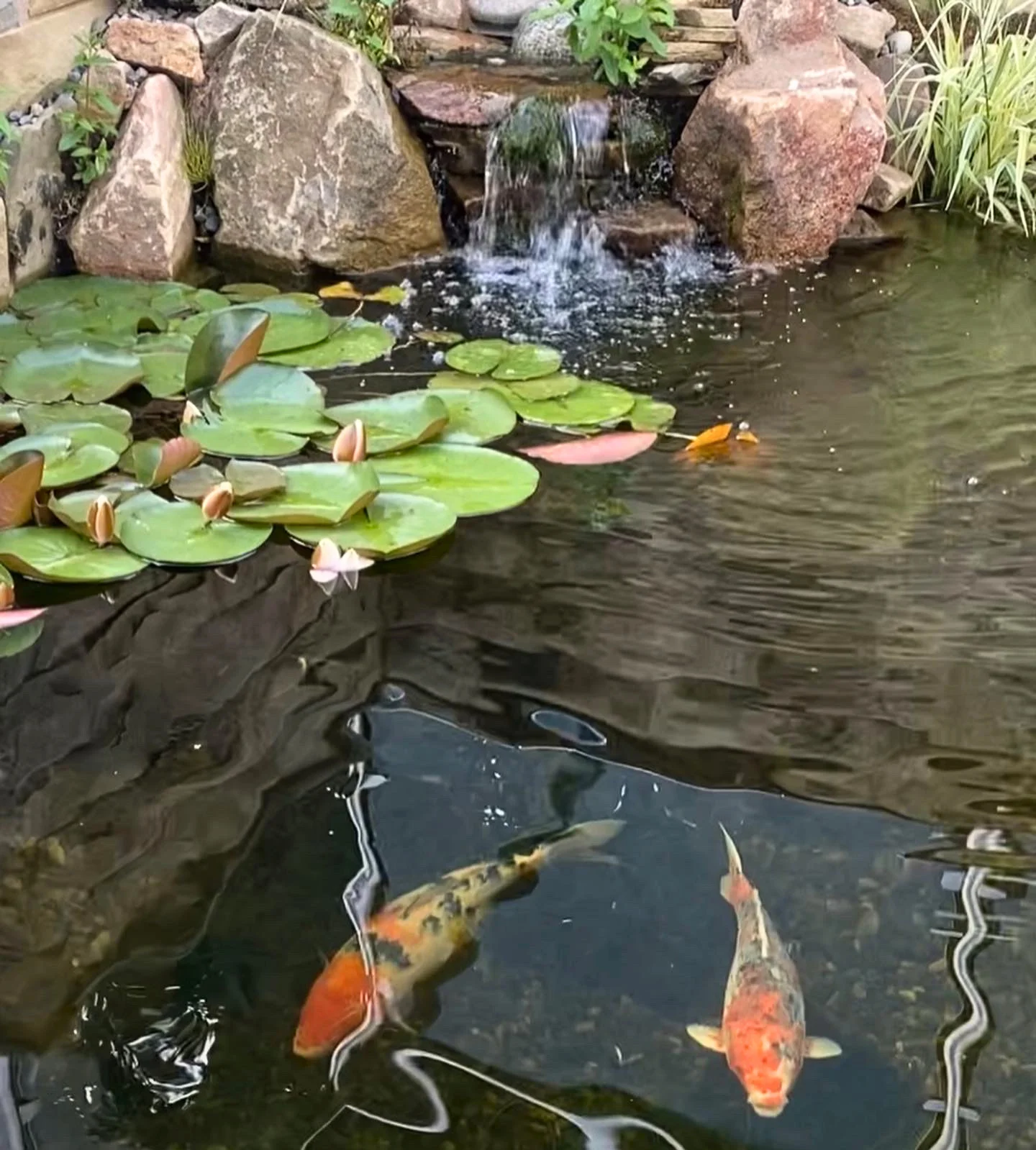 Koi Pond Builders in Manchester