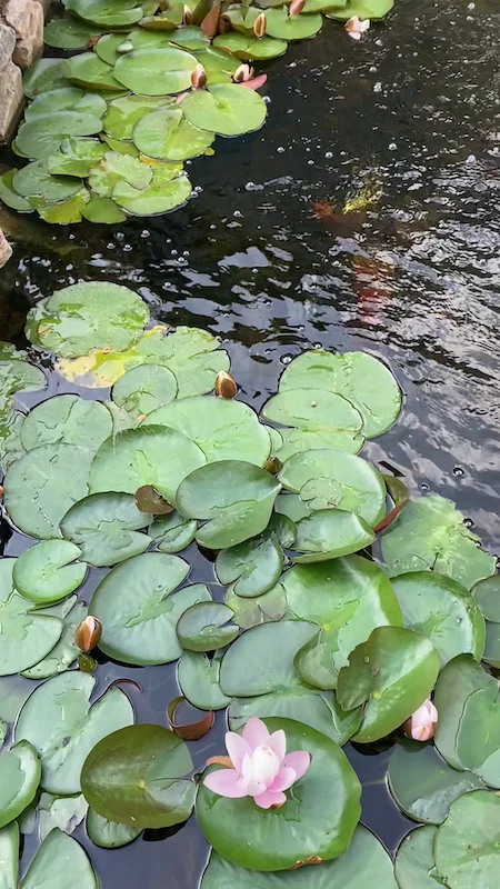 Ecosystem Ponds Manchester