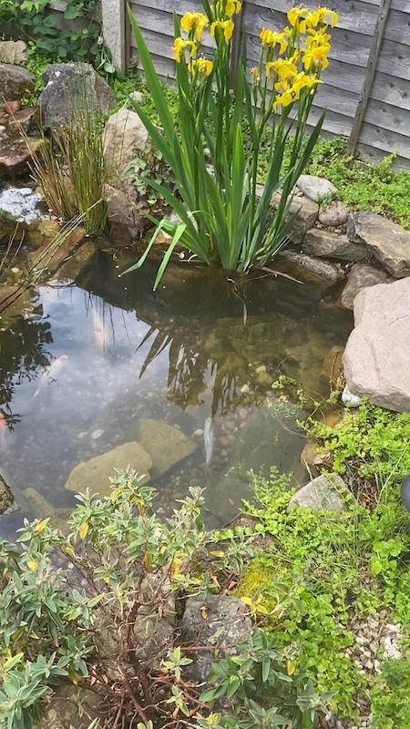 Ecosystem Ponds Manchester