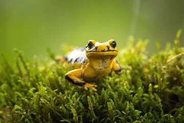 Wildlife Ponds & Natural Garden Ponds Manchester