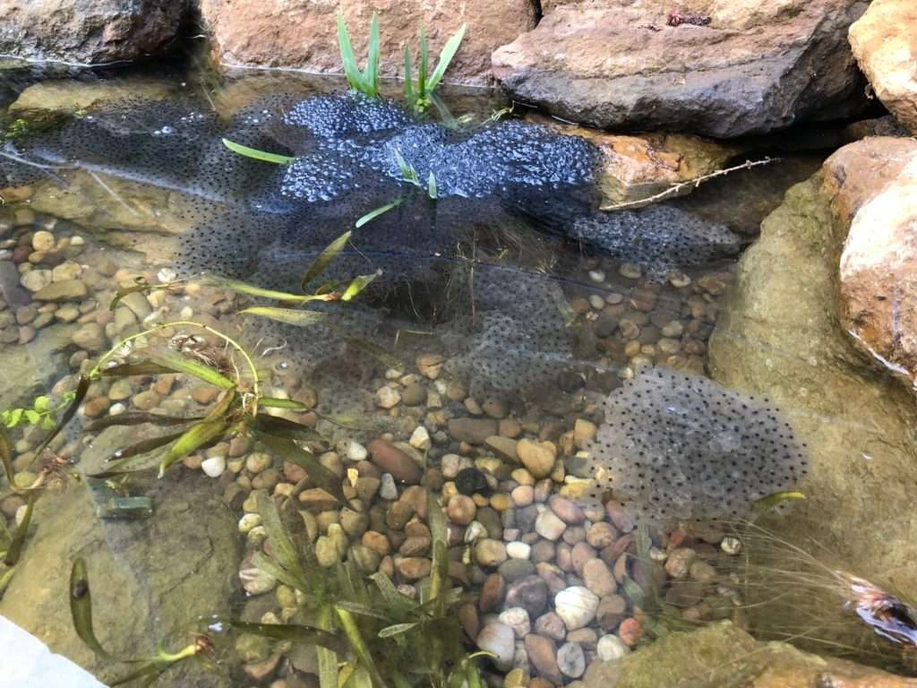 Wildlife Ponds & Natural Garden Ponds Manchester