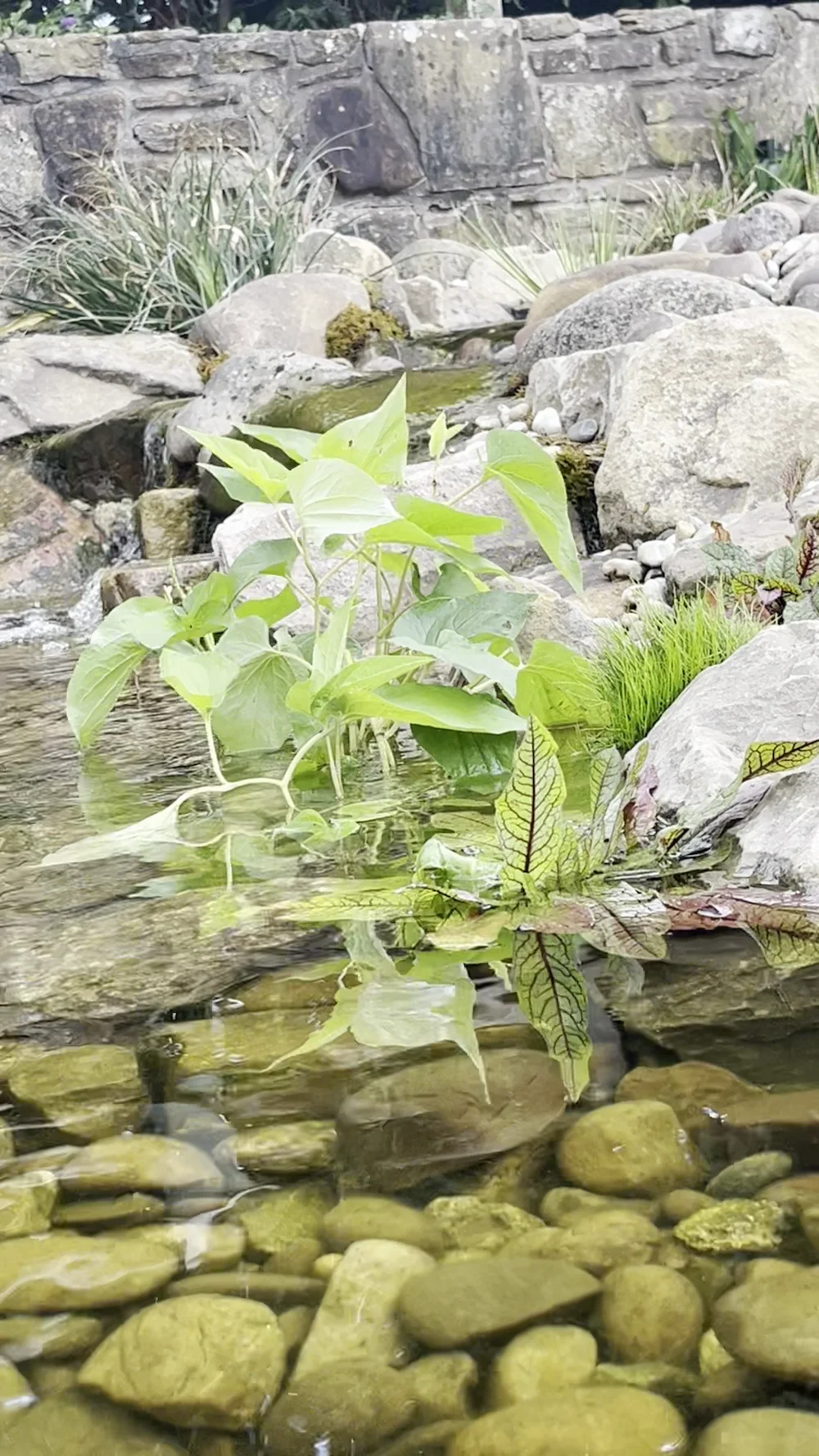 Wildlife Ponds & Natural Garden Ponds Manchester